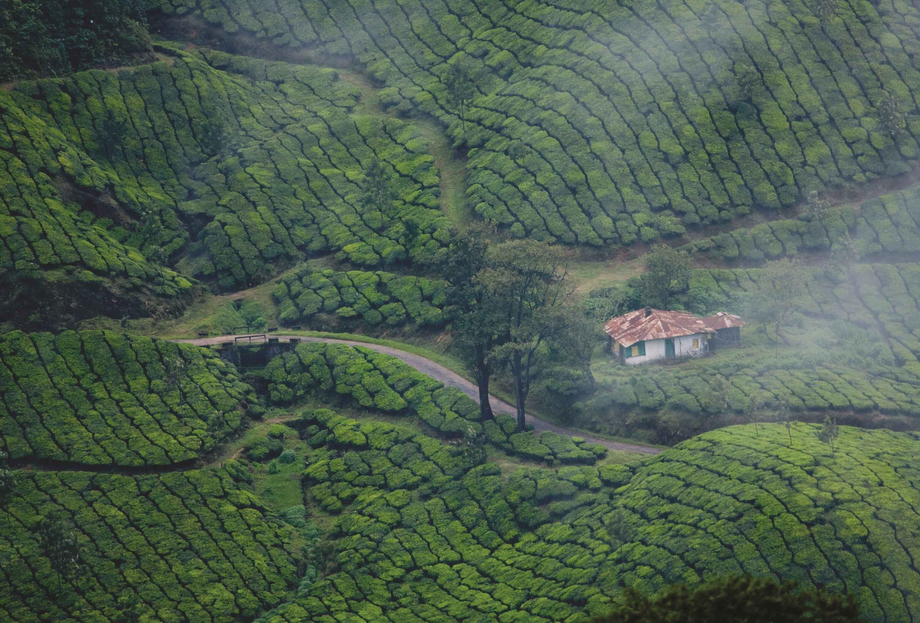 Kerala Houseboat and Jungle Safari